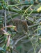 Bank Vole